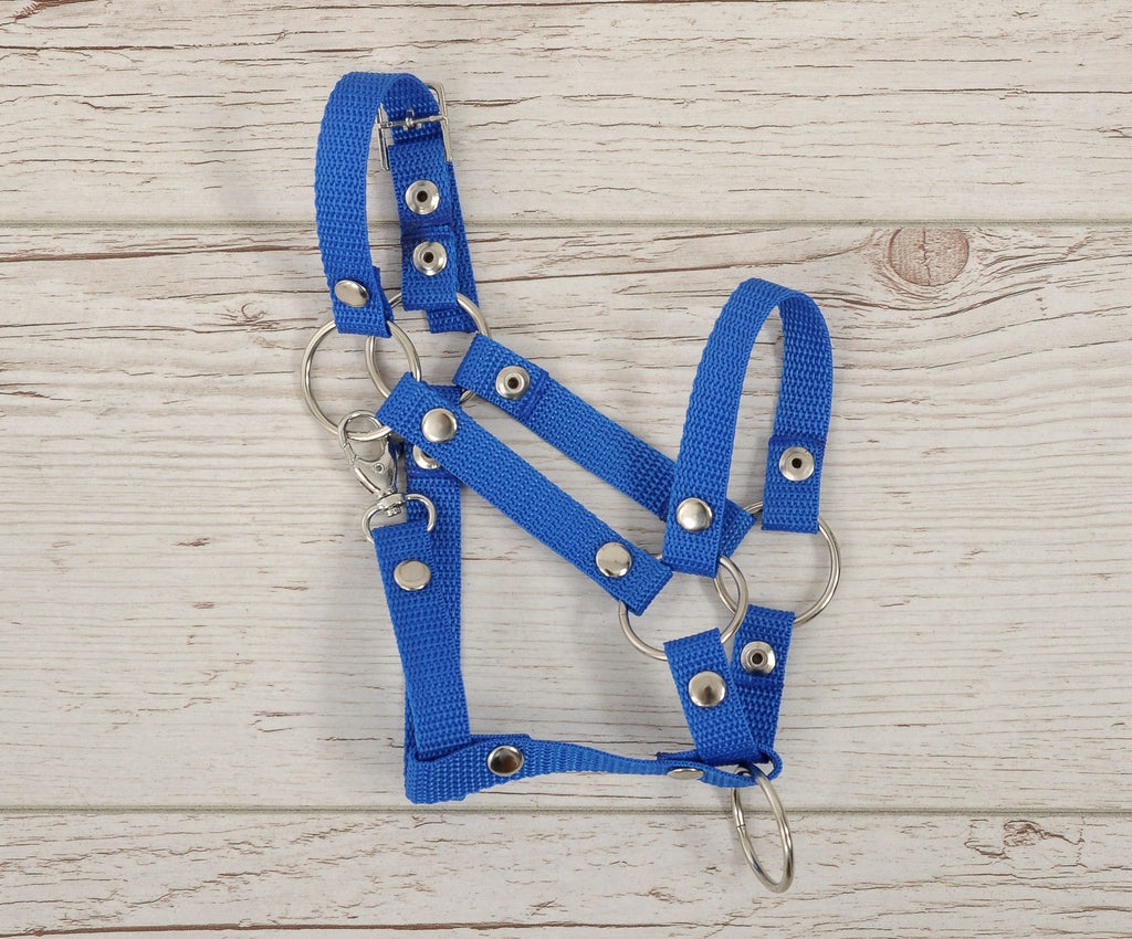 The adjustable halter for Hobby Horse A3 - blue