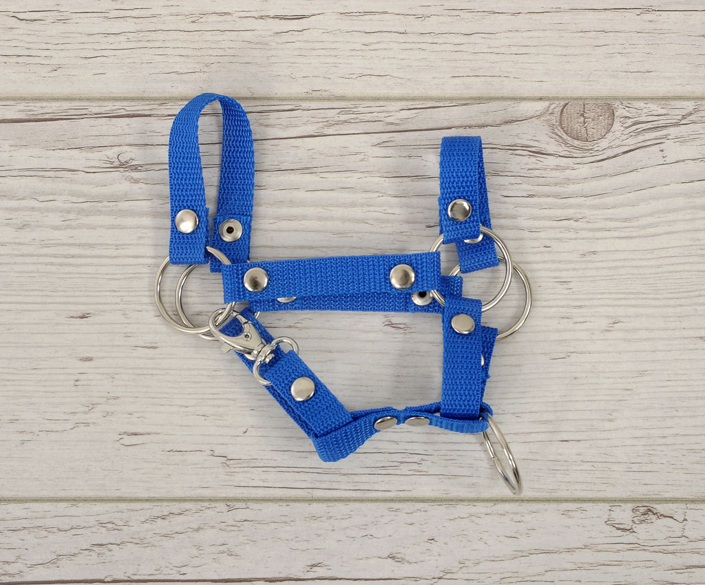 Hobby Horse halter A4 and A5 universal - blue